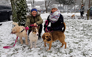 Tłumy biegaczy i szczęśliwe psy. Huczne świętowanie jubileuszowego „Biegu na 6 łap”